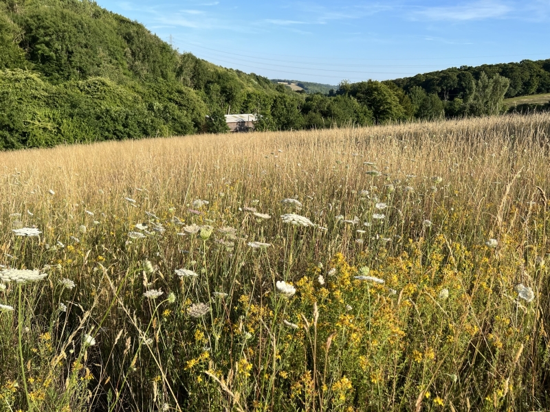 Chiltern Forage Farm